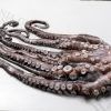 PULPO ENTRERO