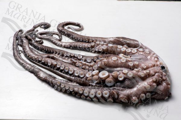 PULPO ENTRERO