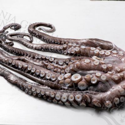 PULPO ENTRERO
